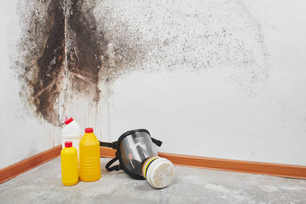Best Home Mold Removal  in Groesbeck, OH
