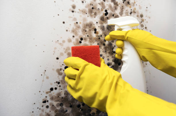 Mold Testing and Removal in Groesbeck, OH