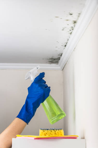 Best Affordable Mold Removal  in Groesbeck, OH